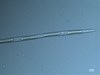 Photo of Pseudo-nitzschia spp. (large-celled)